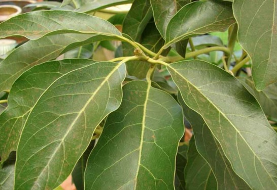 avocado-leaves-original