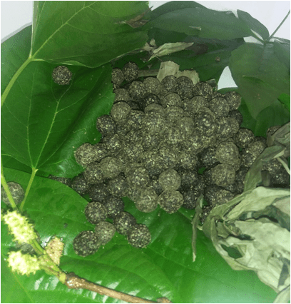 amulaser healing tablet