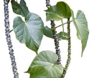 Healing with Plant Medicine: Makabuhay (Tinospora&nbsp;Crispa)